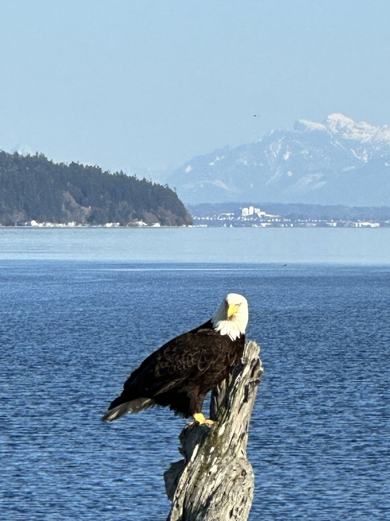 Bald eagle on driftwood with Olympic Mountains in the background